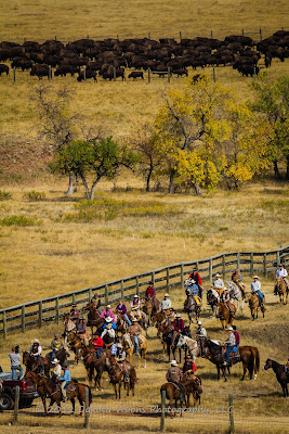 2012 Custer State Park Buffalo Roundup by Dakota Visions Photography LLC www.dakotavisions.com