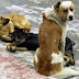 Εγκαινιάστηκε Γραφείο Διαχείρισης Αδέσποτων Ζώων στα Ιωάννινα...