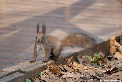 Veverita Sciurus vulgaris Red Squirrel Scoiattolo Écureuilroux Eichhörnchen Európai mókus