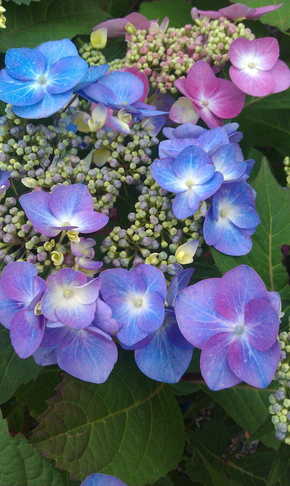 Twist & Shout Hydrangeas Landscape Design
