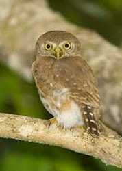 Colima pygmy owl