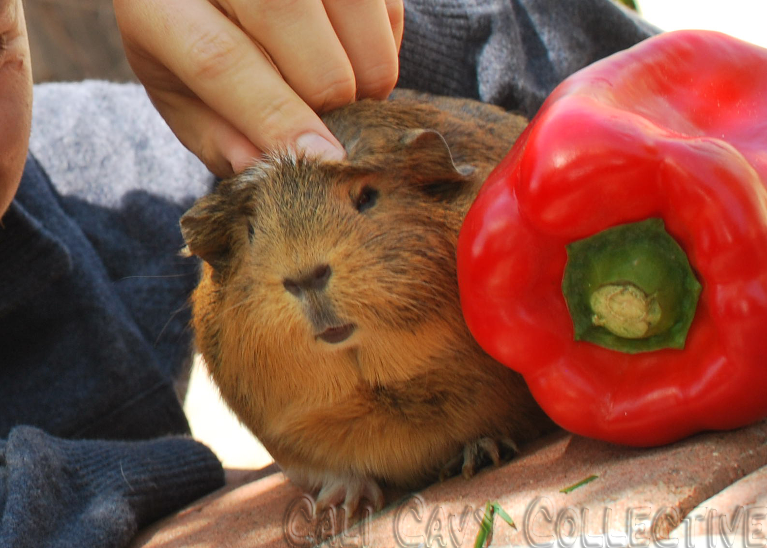 Cali Cavy Collective a blog about all things guinea pig Red or green