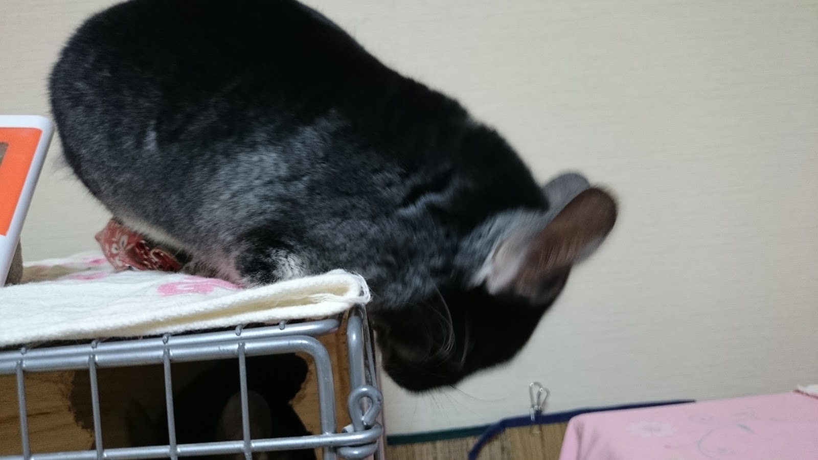 ちらふぁみときーちゃんの日記 みずほ、ホレイショの真似！？