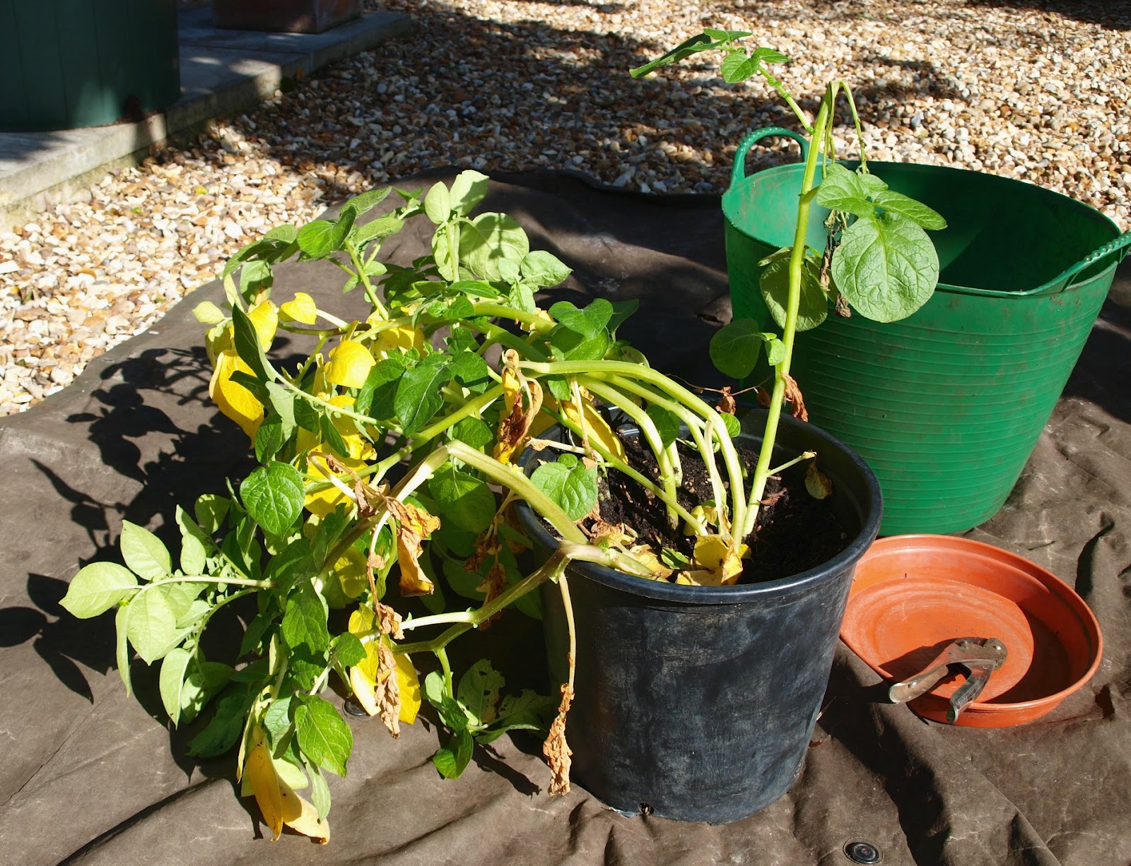 Are Potatoes Ready When They Bloom at Scott Baker blog