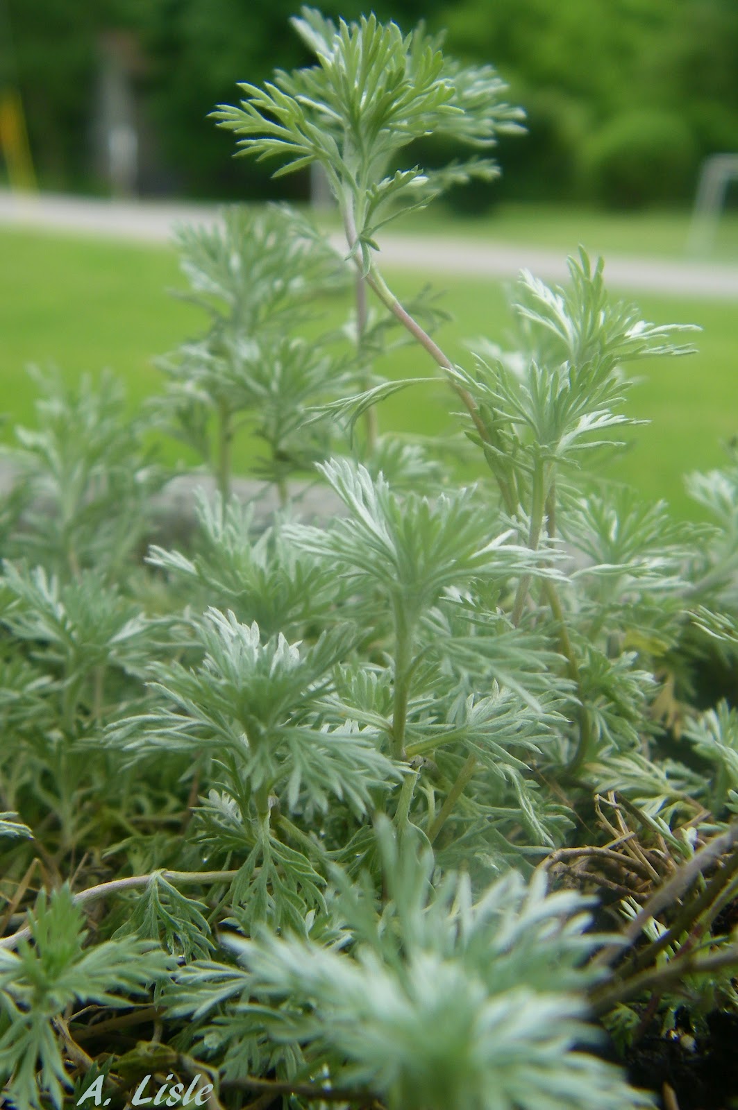 Artemisia Silver
