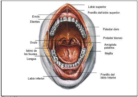 Cavidad Bucal