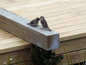 Baby sparrow on the deck, squawking until it got fed