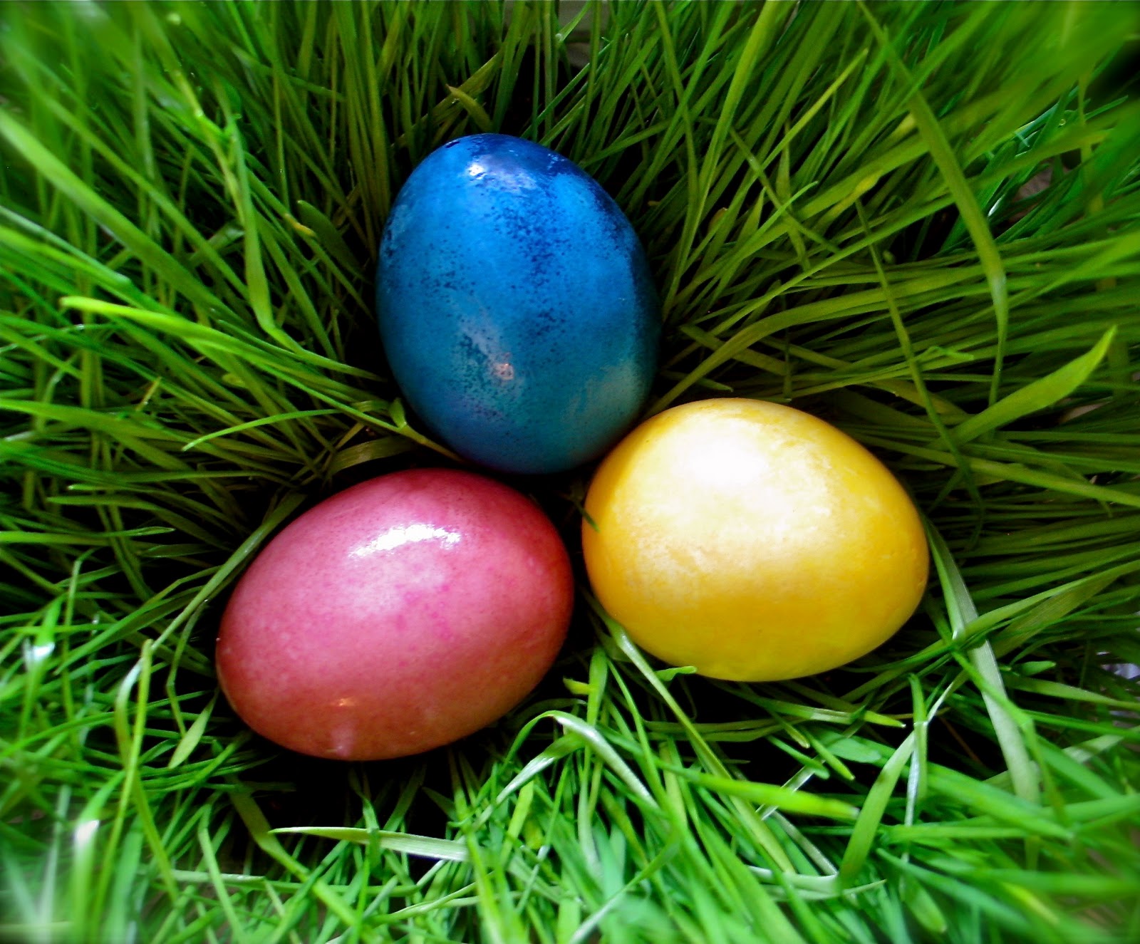Twig and Toadstool Vibrant Vegetable Dyed Easter Eggs
