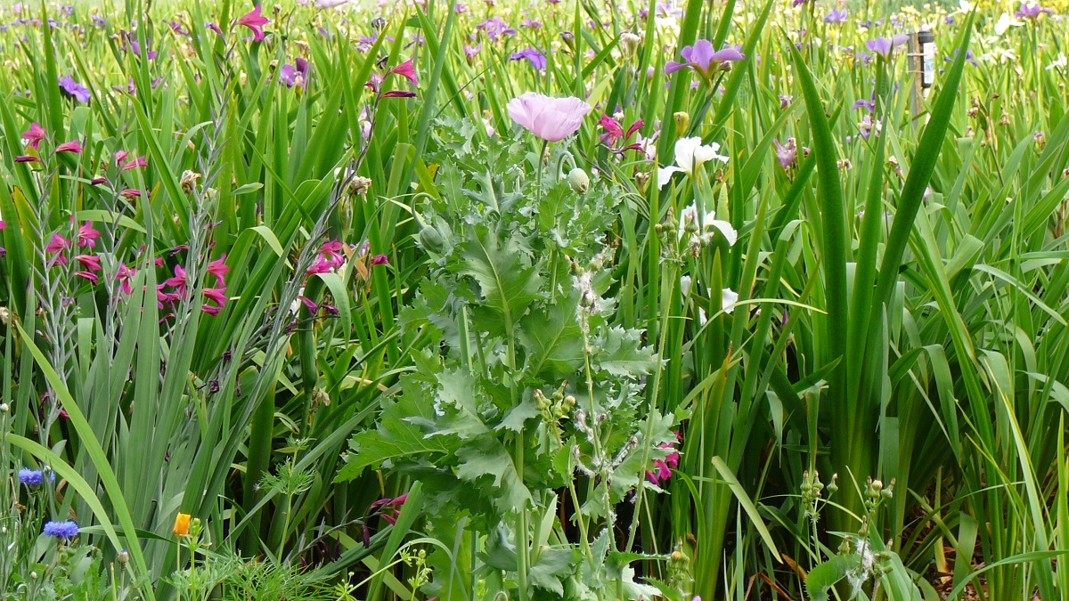 World of Irises LA Irises Grow Well with Other Plants