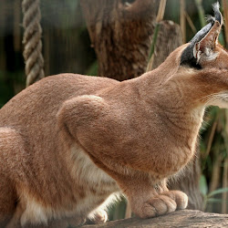 gambar singa, harimau, macan