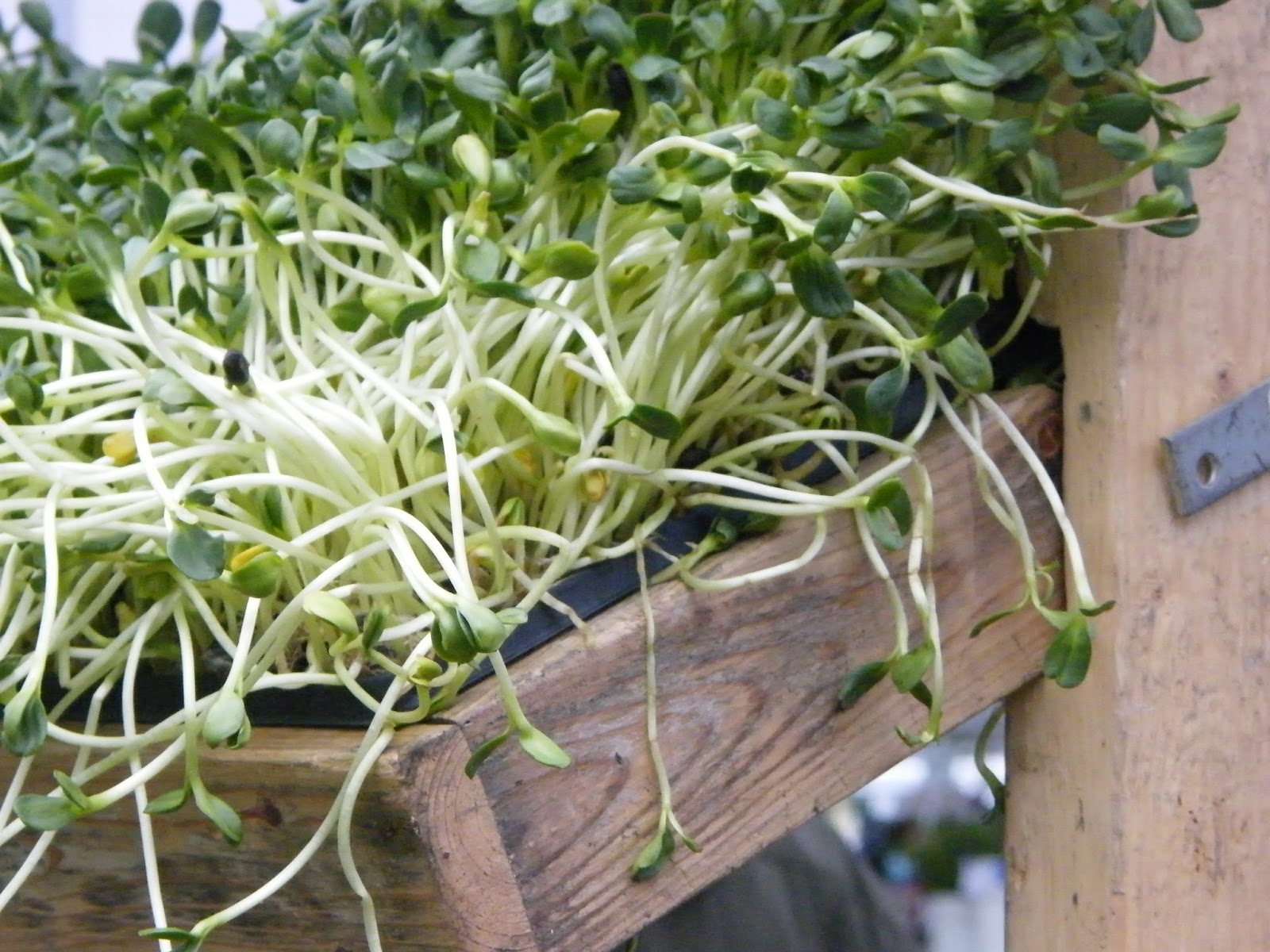 P O T A G E R: Edible Landscape Ideas on 4 YOUR GARDEN