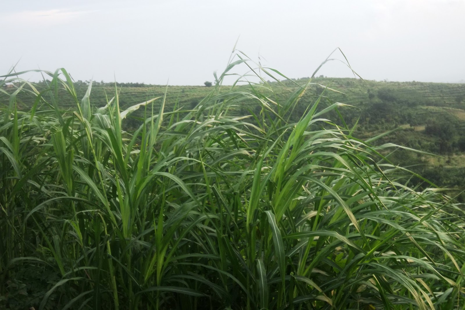 SAPI QURBAN 2015 TIMBANG HIDUP SEHAT & MURAH DI : RUMPUT GAJAH