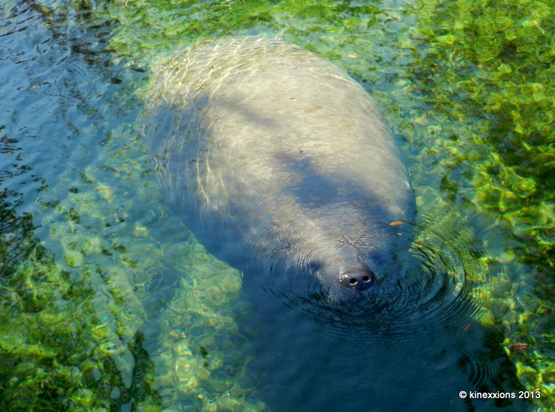 kinexxions The Manatees of Blue Spring