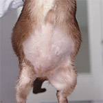 ENFERMEDAD HEPATICO PERRO enfermedad hepatico perro: