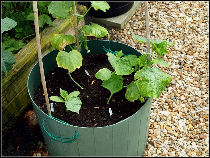 Mark's Veg Plot The selfpinching Cucumber