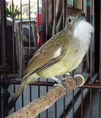 Jenis-Jenis Burung Yang Paling Di Cari Saat Ini Dan Kisaran Harganya Jenis-Jenis Burung Yang Paling Di Cari Saat Ini Dan Kisaran Harganya