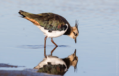 Чибис. Чайка. Lapwing. Vanellus vanellus