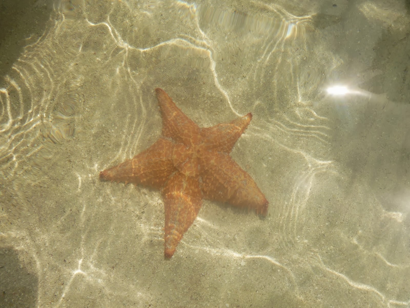 Playa de Las Estrellas