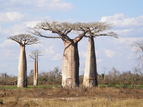 arbol baobabs