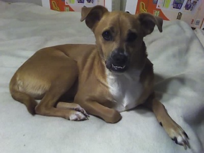 boxer chihuahua mix boxer chihuahua mix