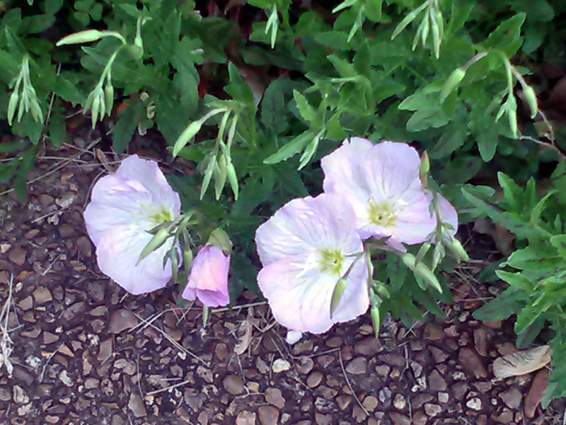 prim roses prim roses