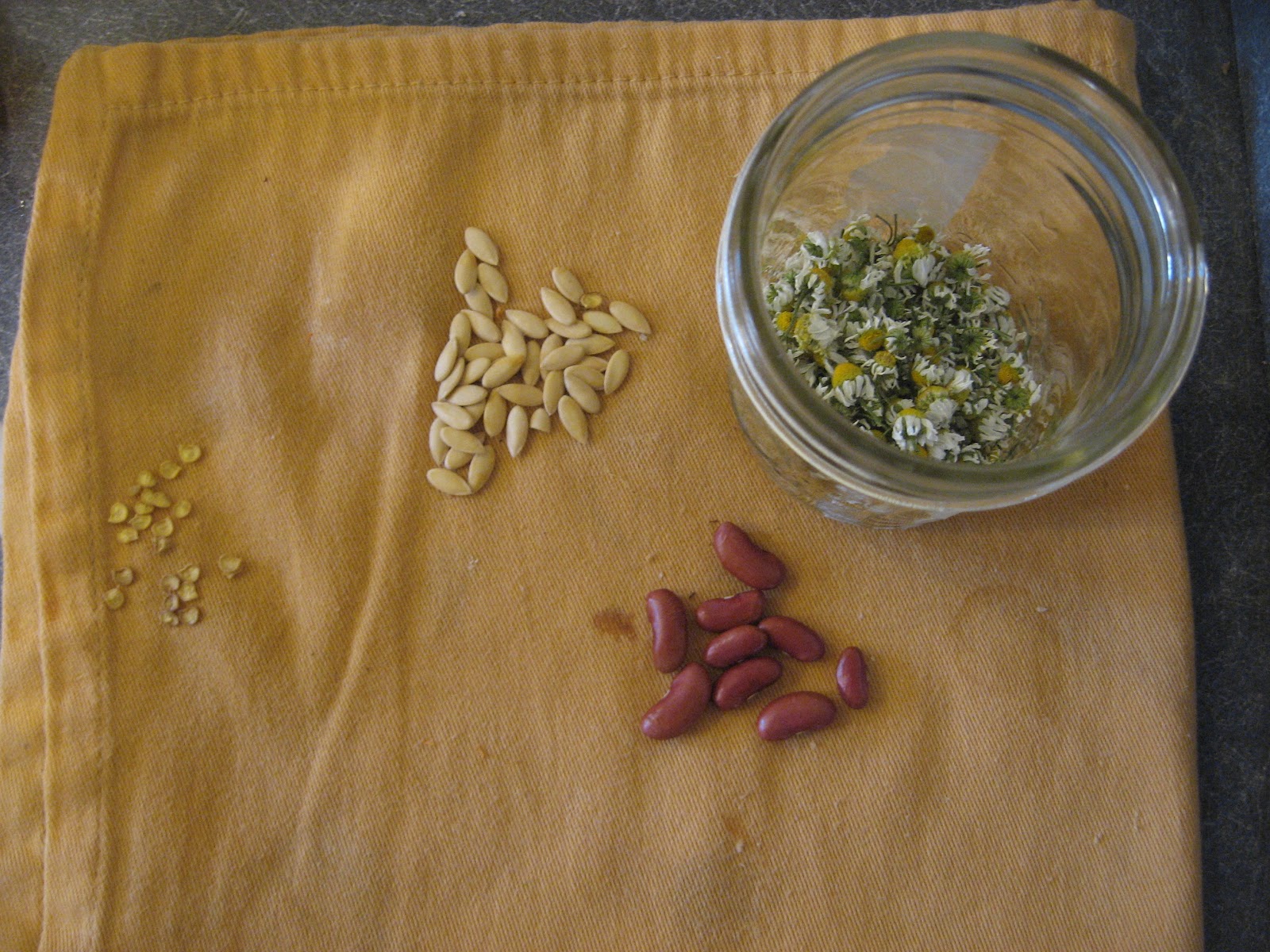 Happy Home Drying & Saving Seeds for Future Planting