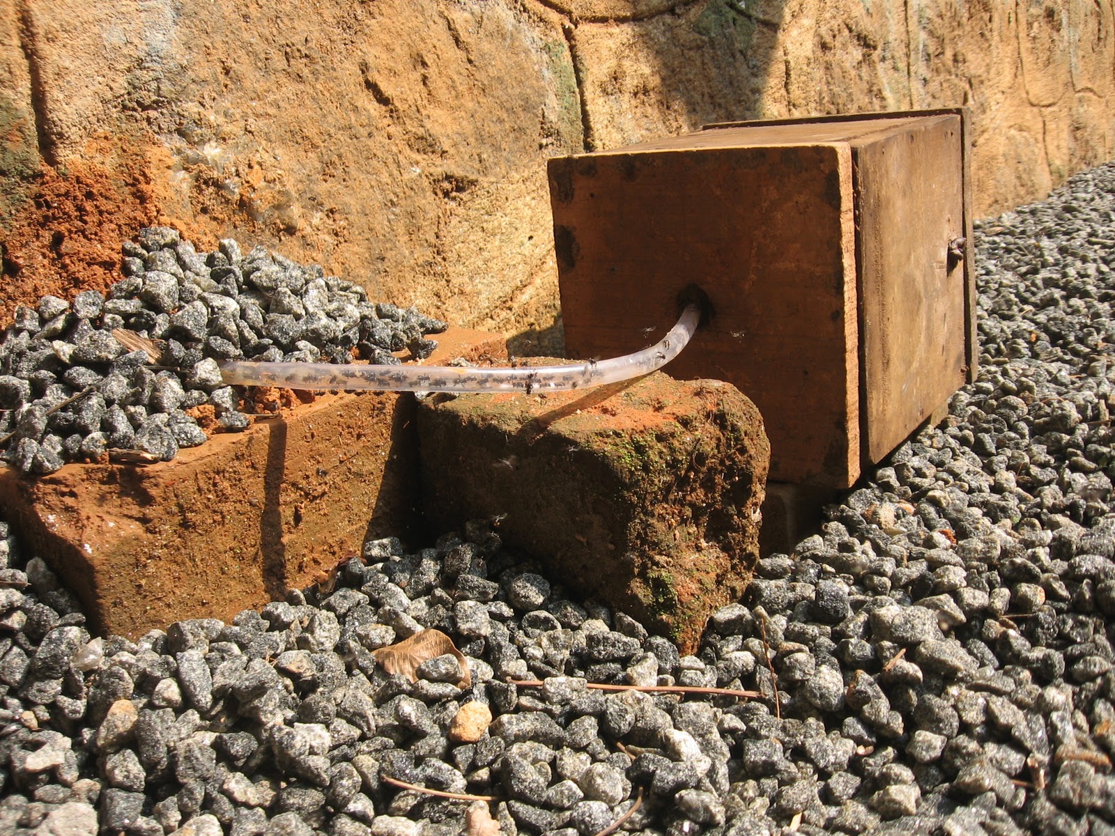 Centre For Organised Research In Education Meliponiculture