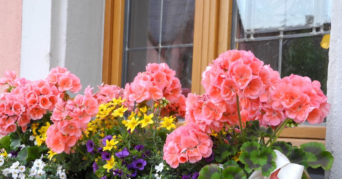 cupcake studio germany flowers