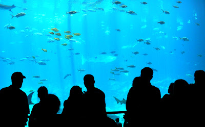 Silhouette, Georgia Aquarium