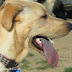 Τι  δηλώνει  το  Hanging Tongue Syndrome  του σκύλου  