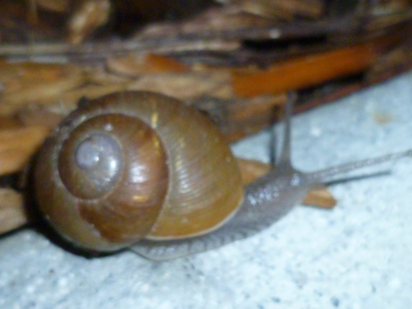 SNAIL UNIT STUDY Mama to 6 Blessings