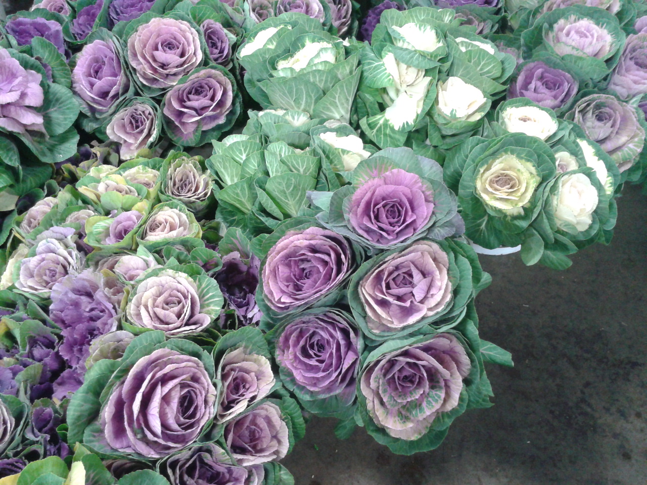 28 best flower that looks like a cabbage cabbage flower ornamental flowering kale photos 28 best flower that looks like a cabbage cabbage flower ornamental flowering kale photos