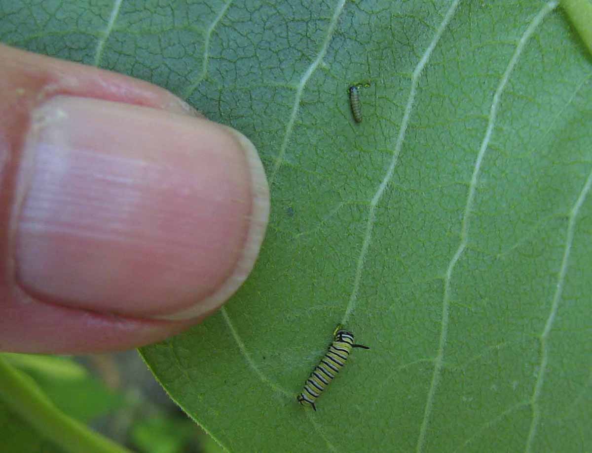 monarch butterfly baby caterpillar