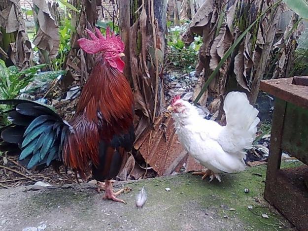 Foto Ayam Kate Foto Ayam Kate