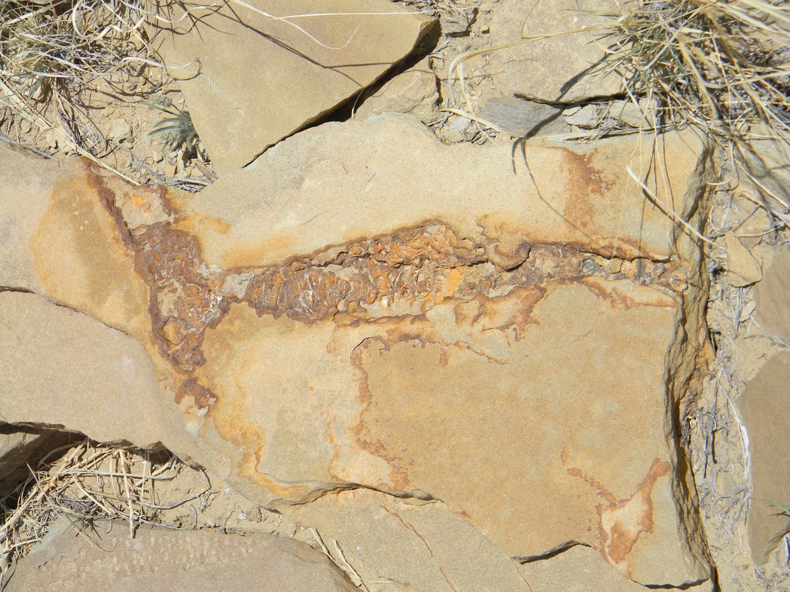 Explore! New Mexico Cretaceous Fossils Older than Chaco