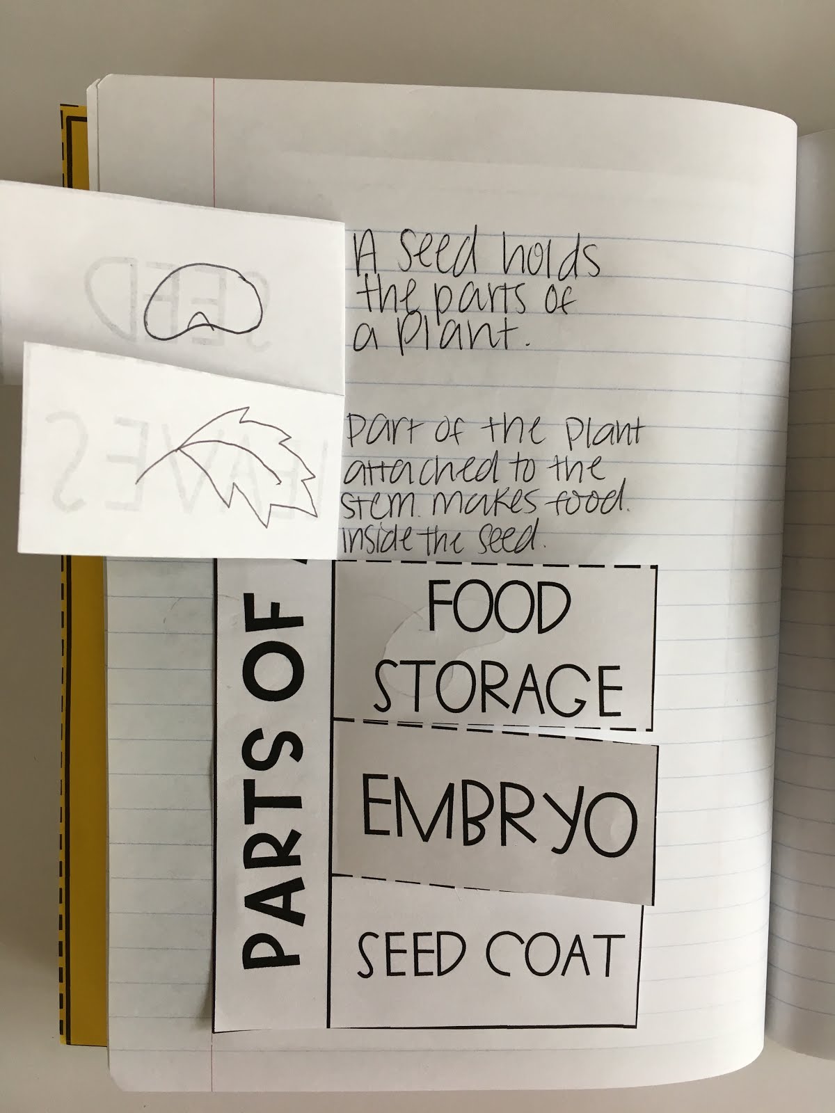 Priceless Ponderings: Parts of a Seed