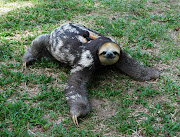 Maned Three-toed Sloth three toed sloth