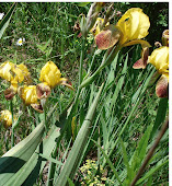 Iris Yellow with Brown Falls