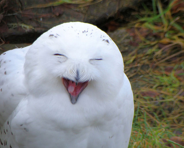 burung hantu
