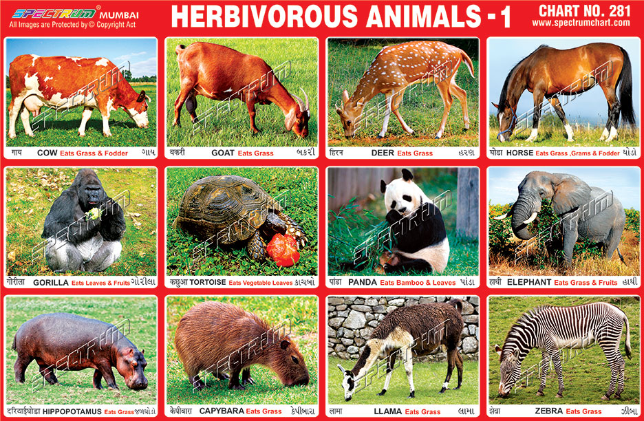 Classification of Animals: Oktubre 2016