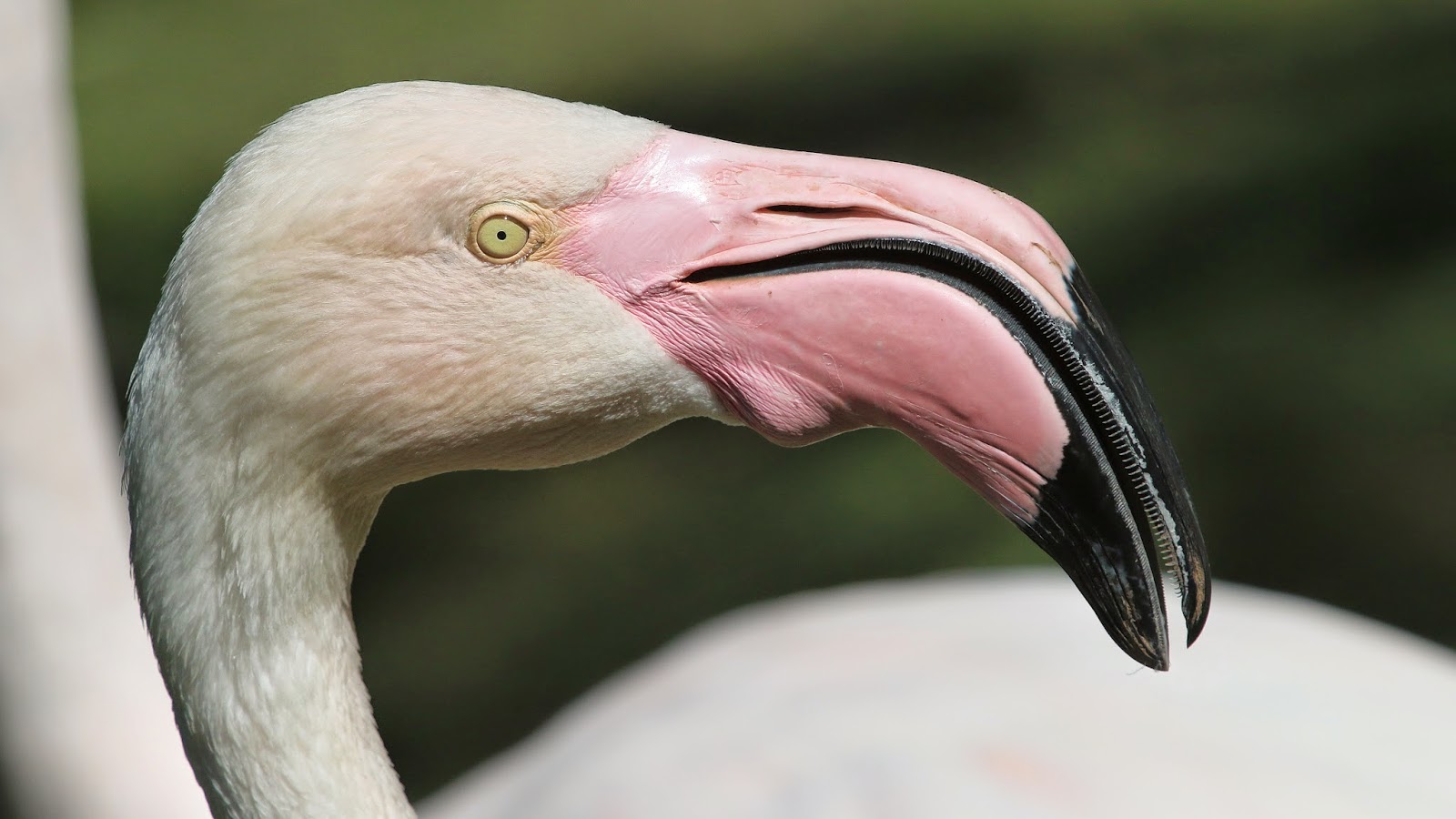 Flamengo phoenix zoo
