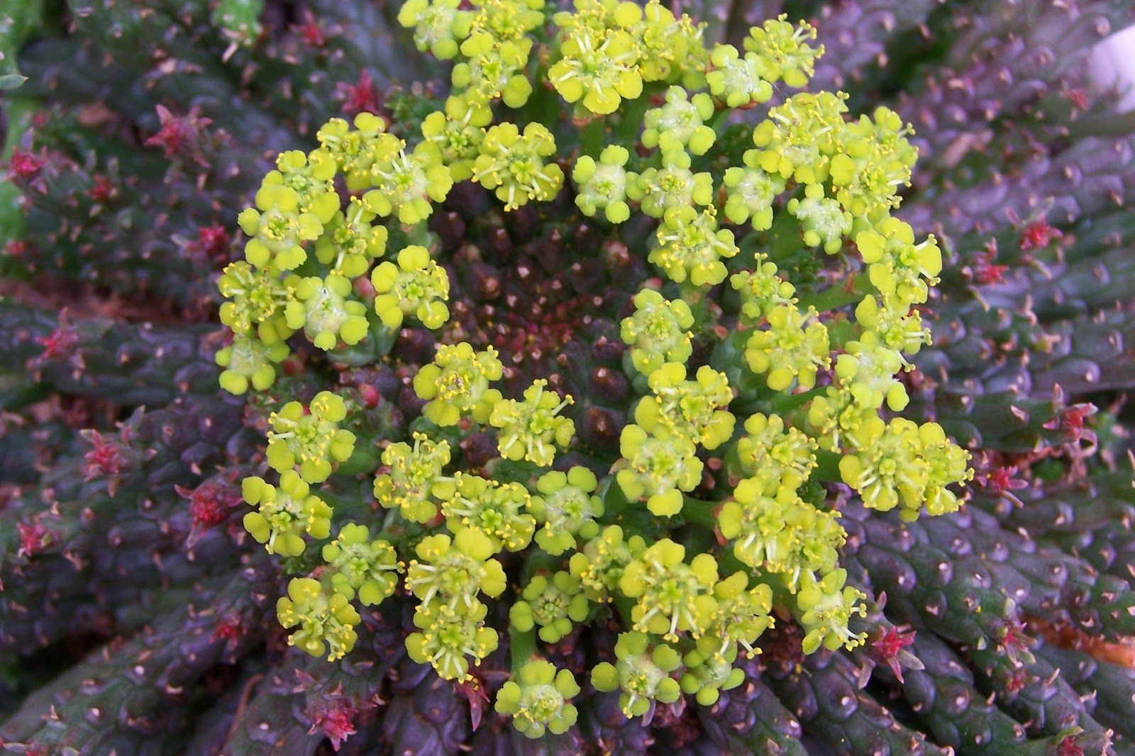 Euphorbia Flanaganii
