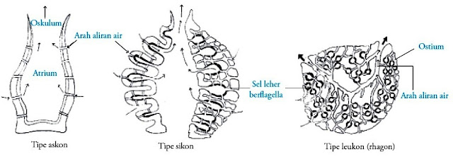Tipe saluran air pada Porifera askon sikon leukon (rhagon)