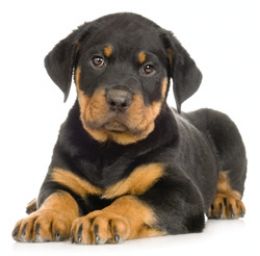 Teacup Rottweiler