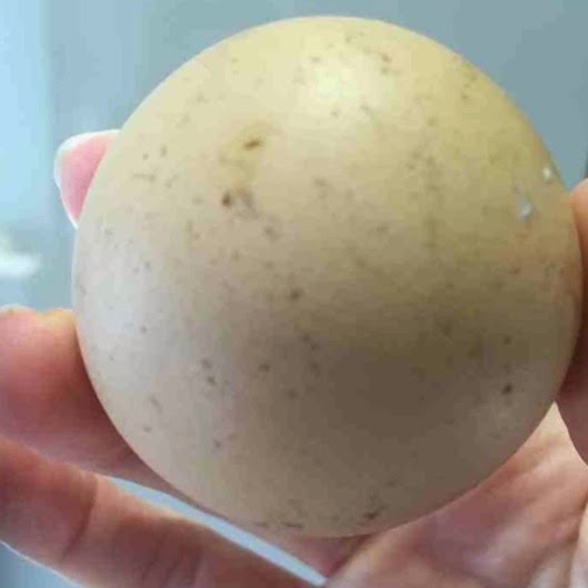 Perfect round egg sold for £480 on eBay