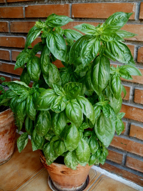 Salsa Pesto
