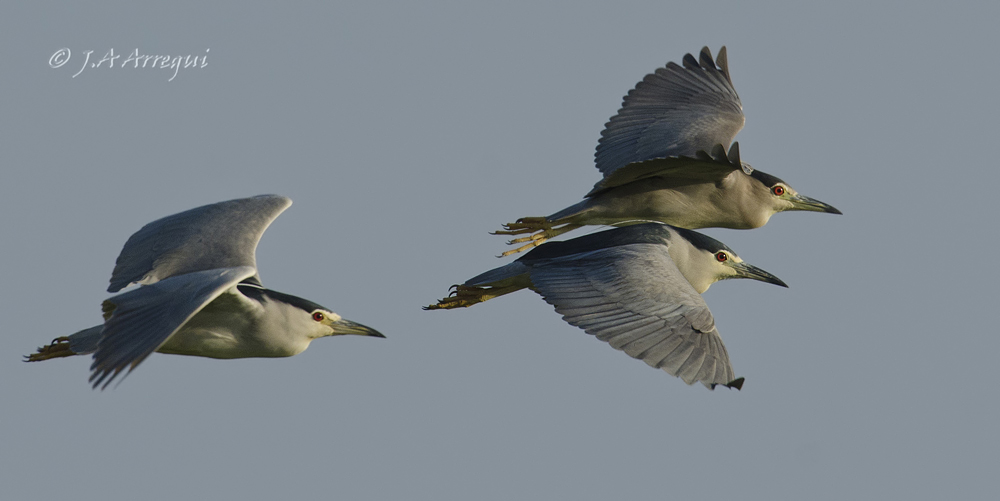 Martinete, Nycticorax nycticorax, Black-crowned Night Heron Martinete, Nycticorax nycticorax, Black-crowned Night Heron