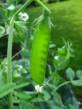 Sugar Peas