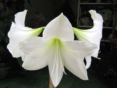 Imágenes para crear firmas: mas flores Imágenes para Crear Firmas: FLORES