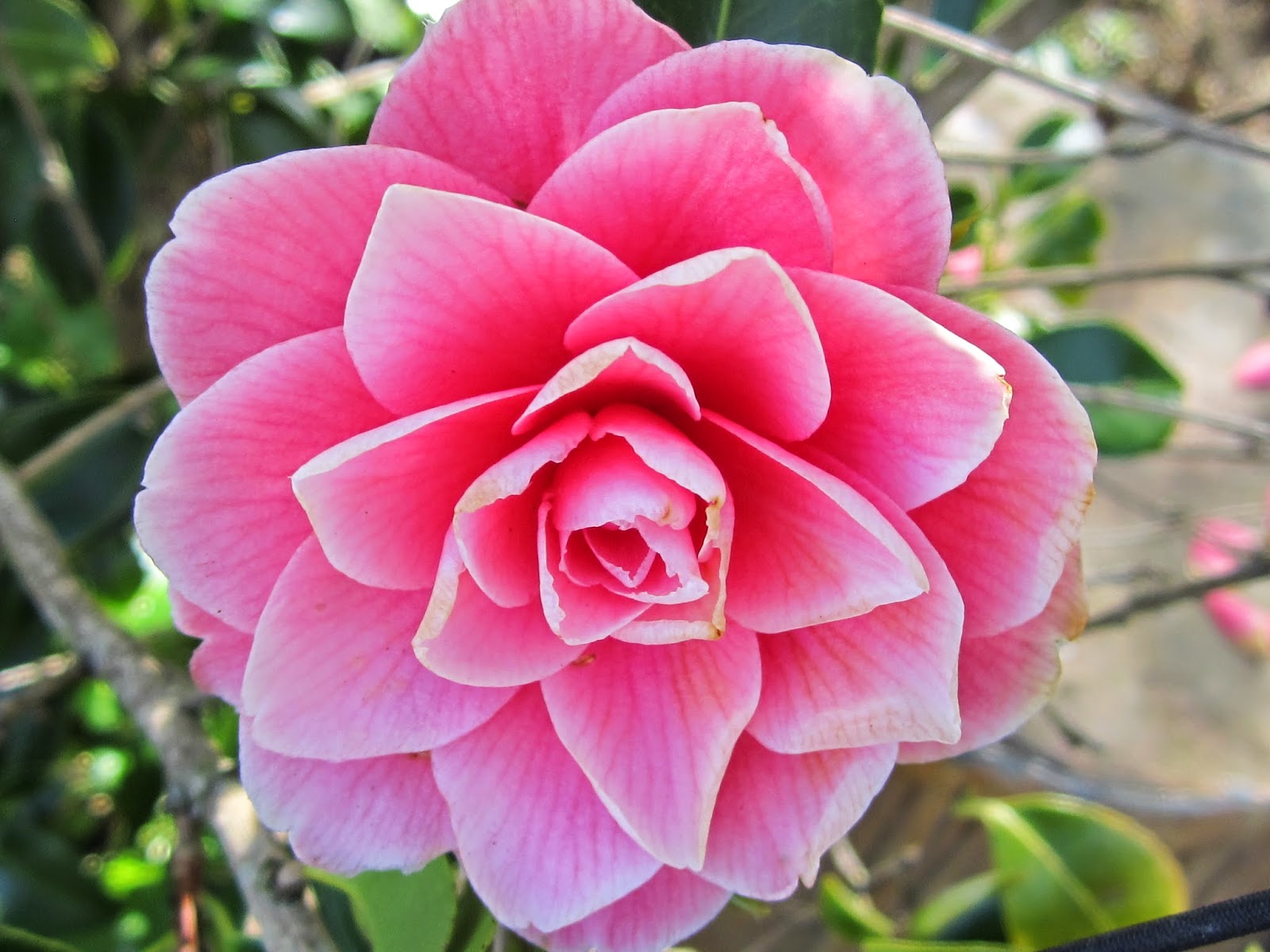 Floral Fantasies Beauty Is Spring Blooms And A Large Round